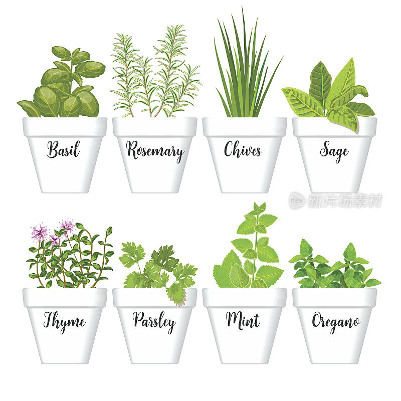 Set of culinary herbs in white pots with labels. Green basil, sage, rosemary, chives, thyme, parsley, mint, oregano with text above